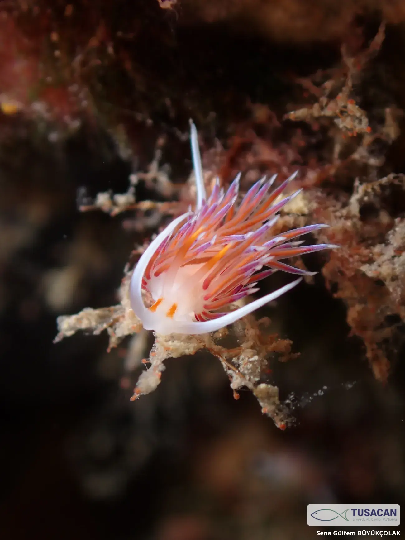 Cratena peregrina
