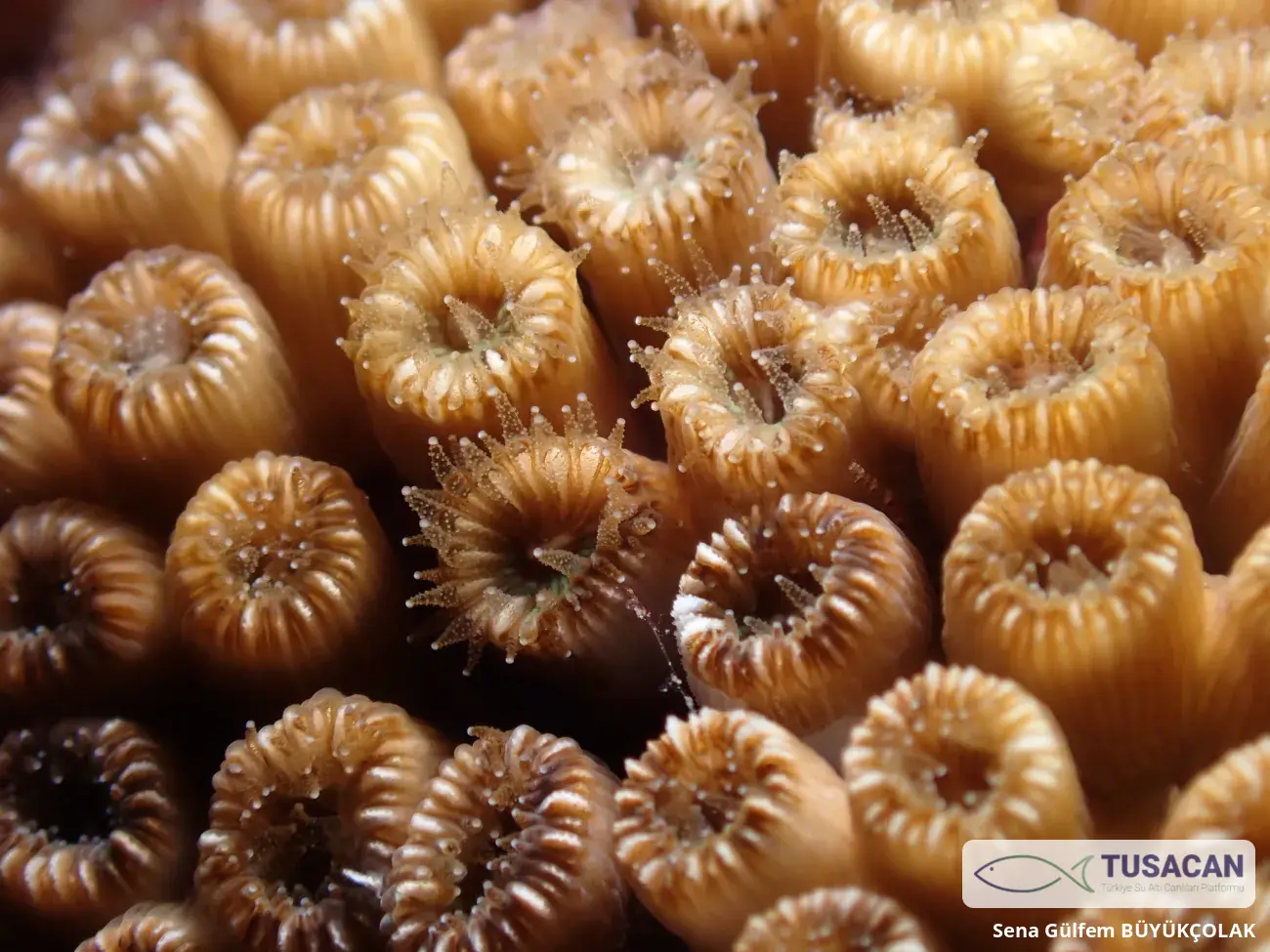 Cladocora caespitosa