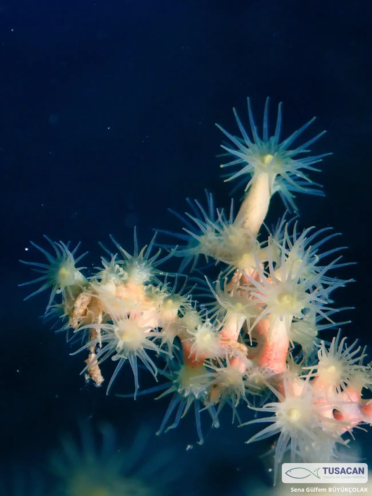 Parazoanthus axinellae