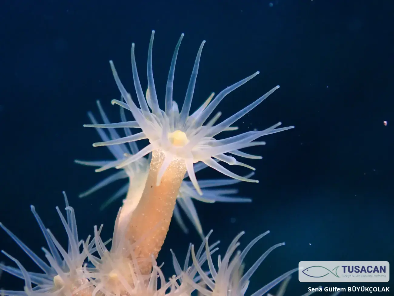 Parazoanthus axinellae
