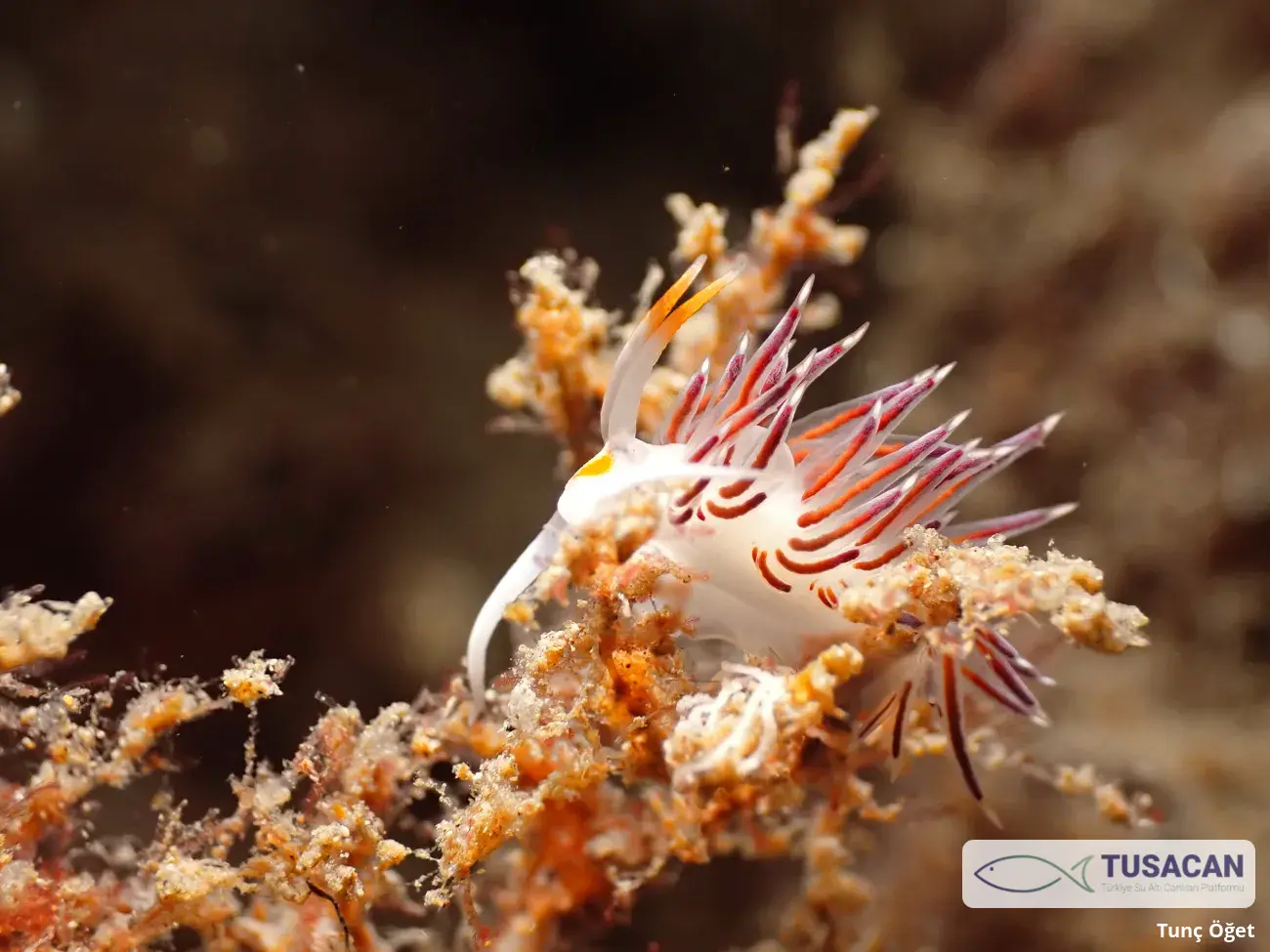 Cratena peregrina