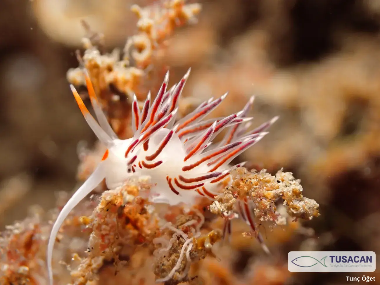 Cratena peregrina