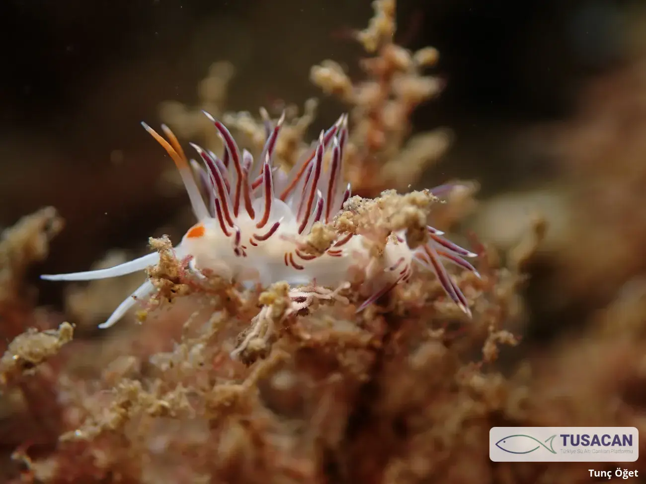 Cratena peregrina