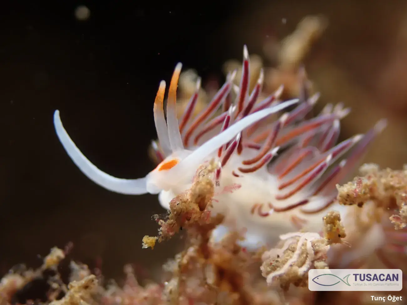 Cratena peregrina