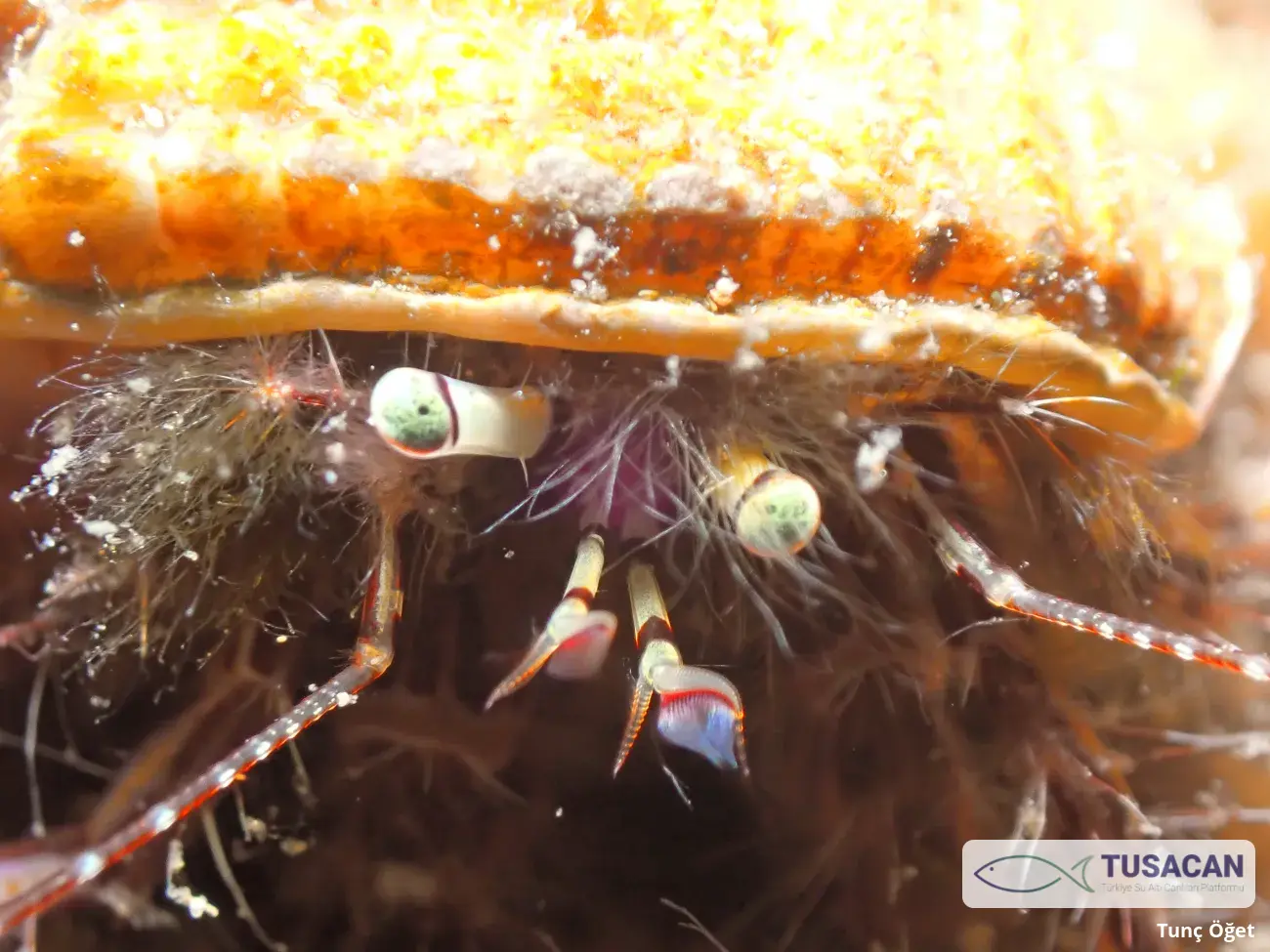 Pagurus anachoretus