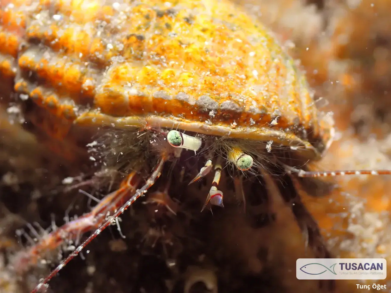 Pagurus anachoretus