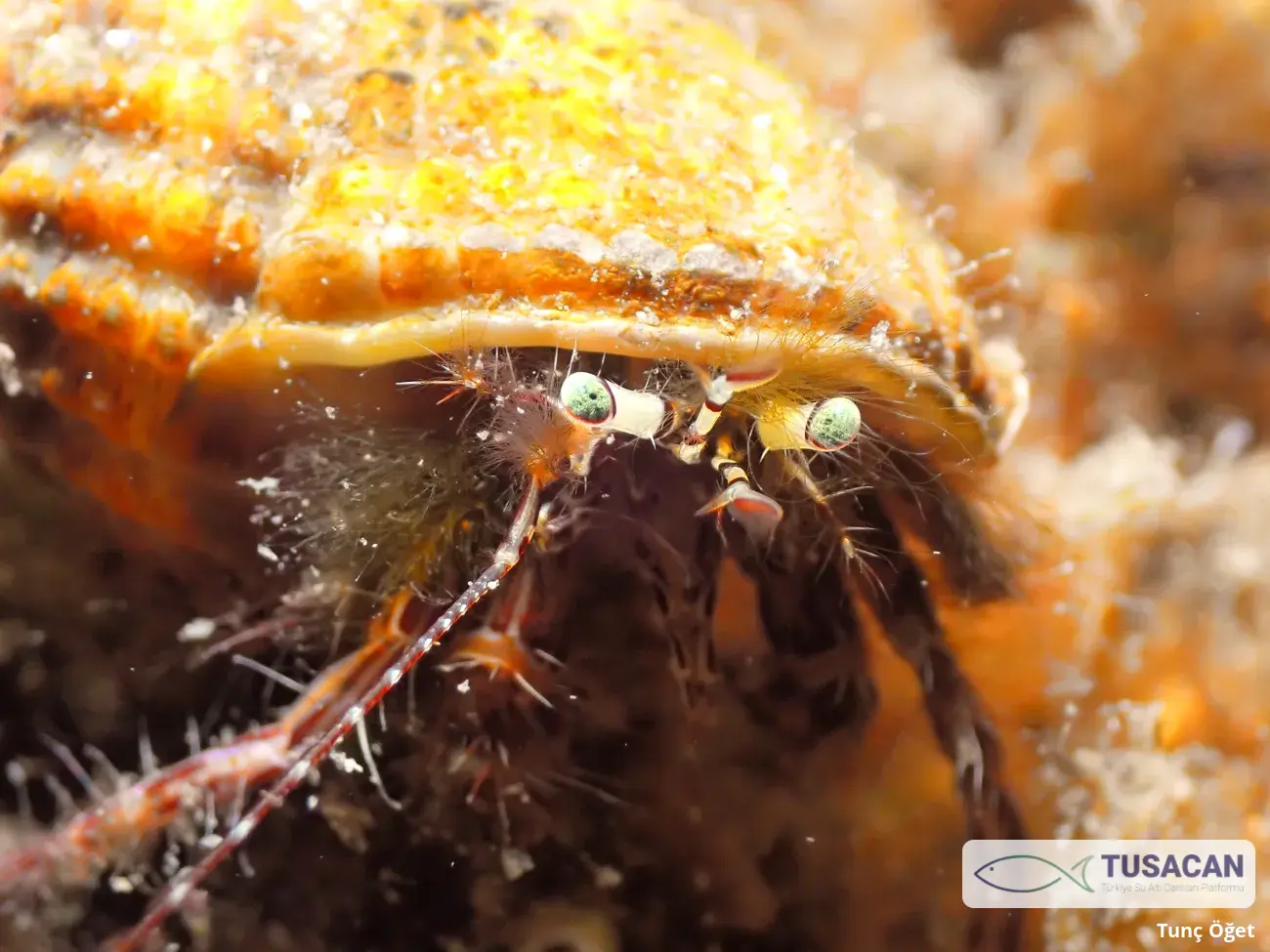 Pagurus anachoretus