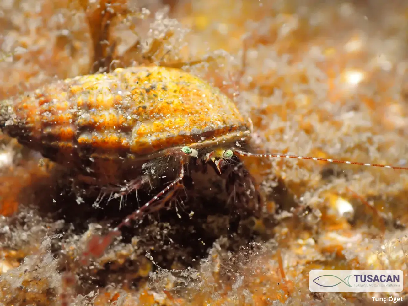 Pagurus anachoretus