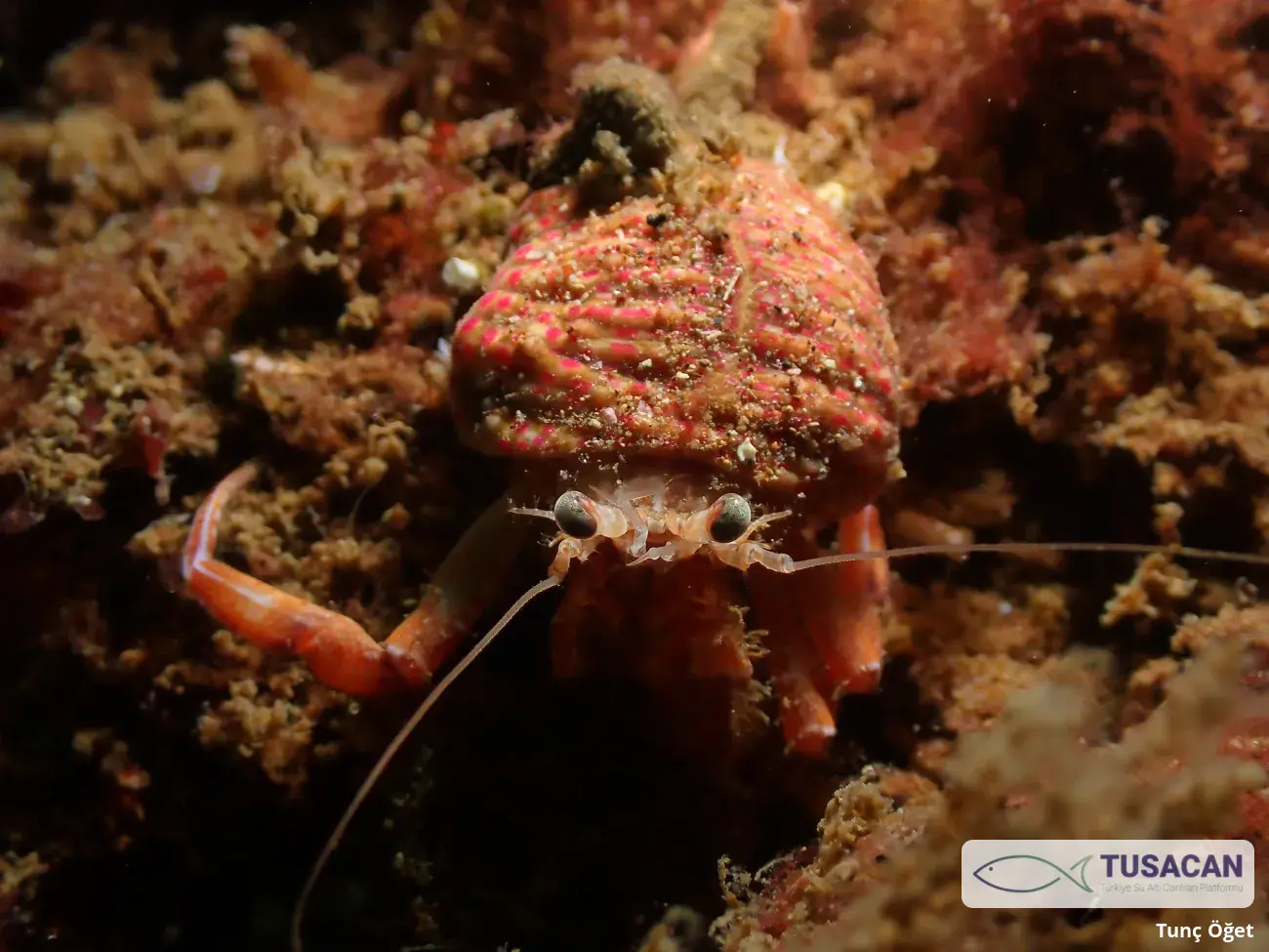 Pagurus prideaux
