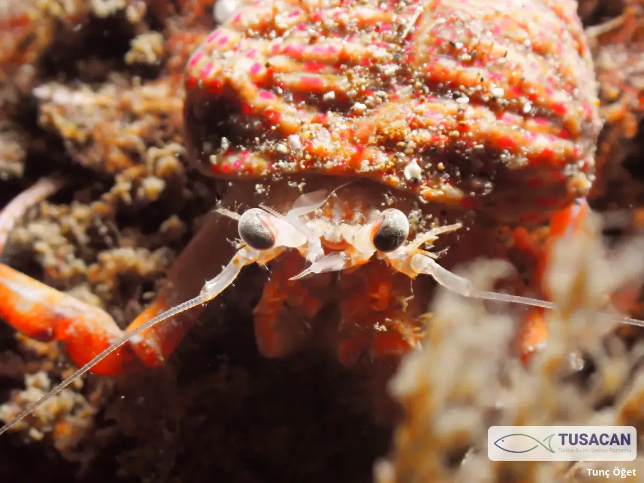 Pagurus prideaux