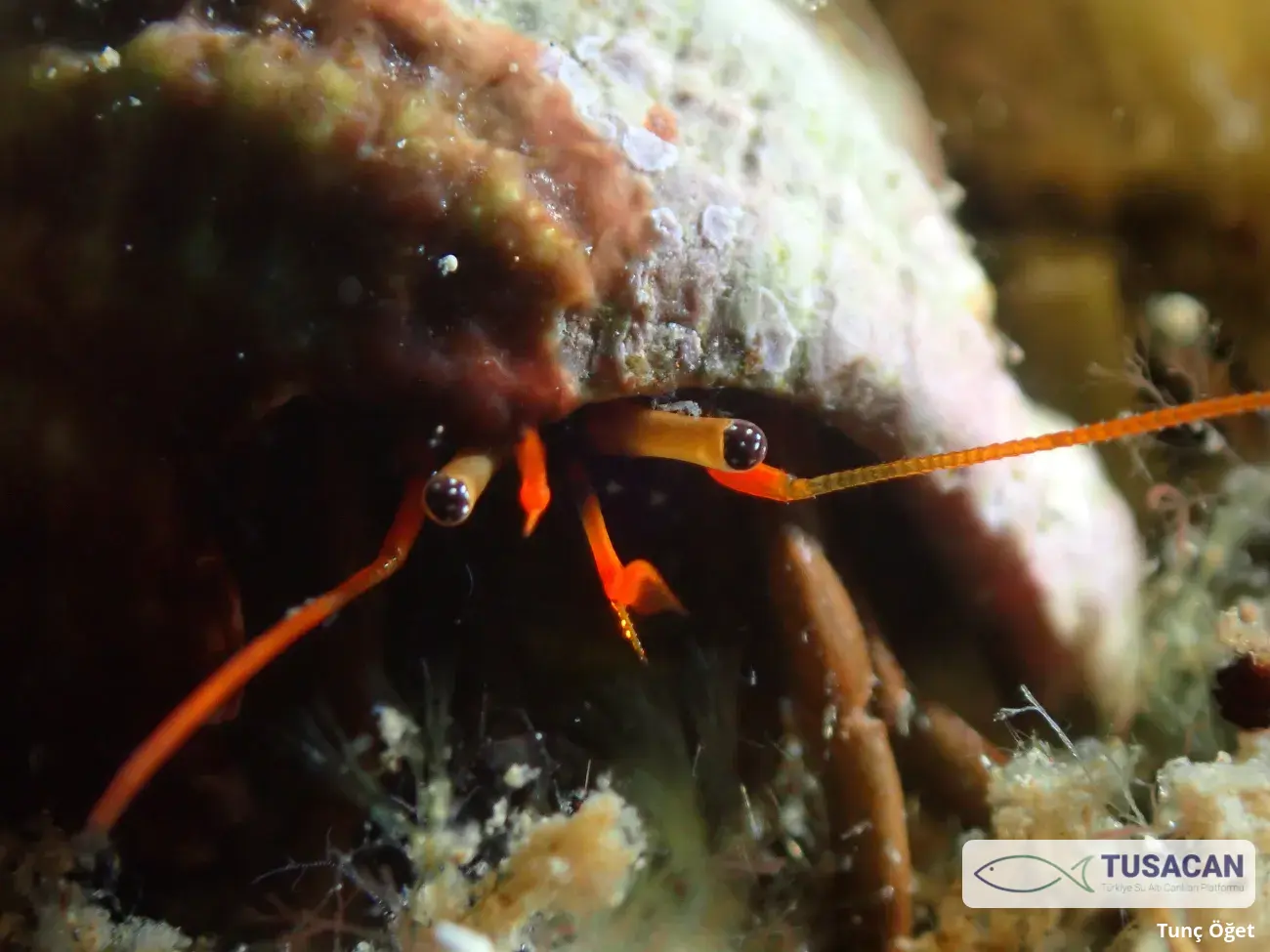 Clibanarius erythropus