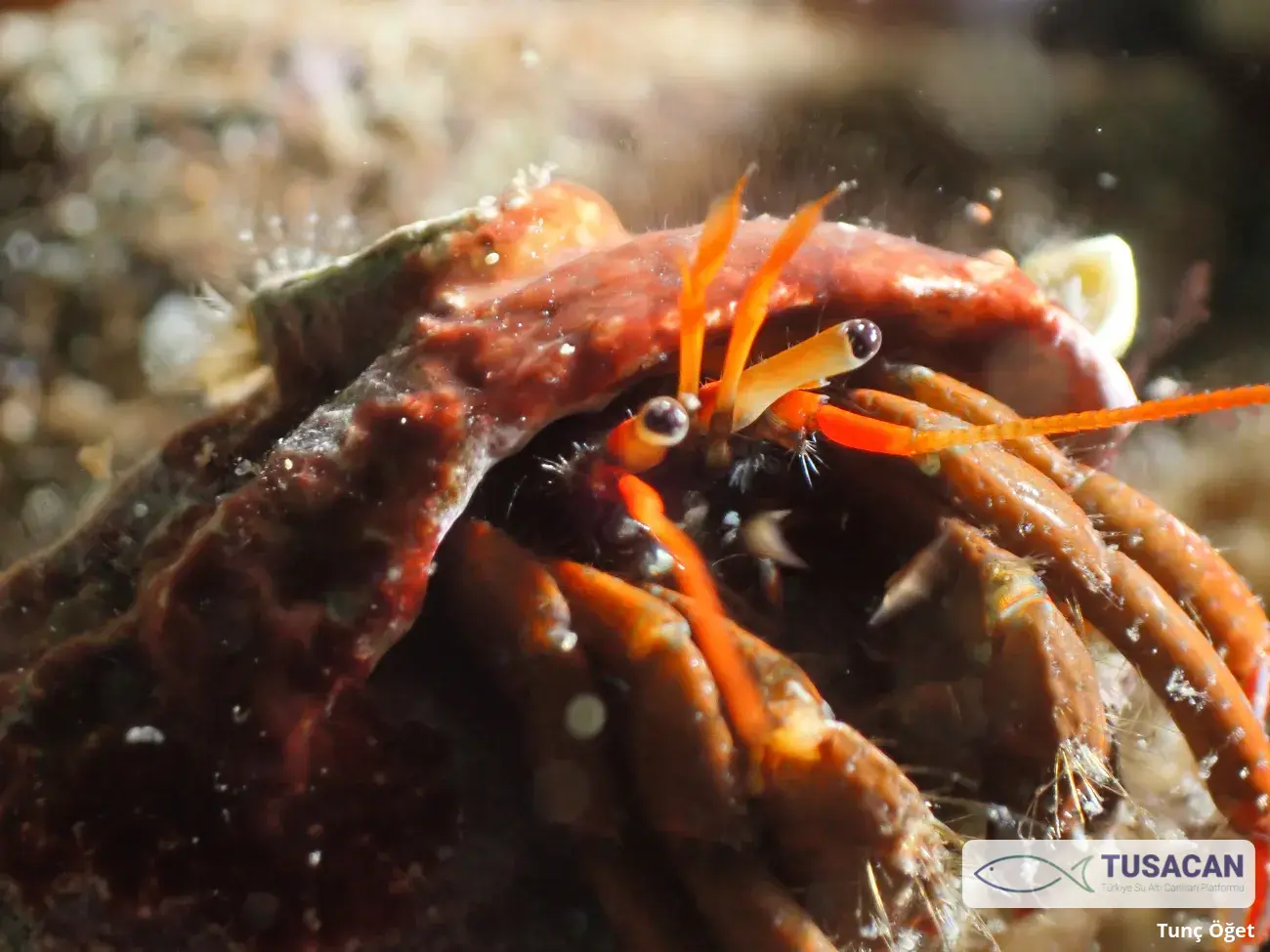 Clibanarius erythropus