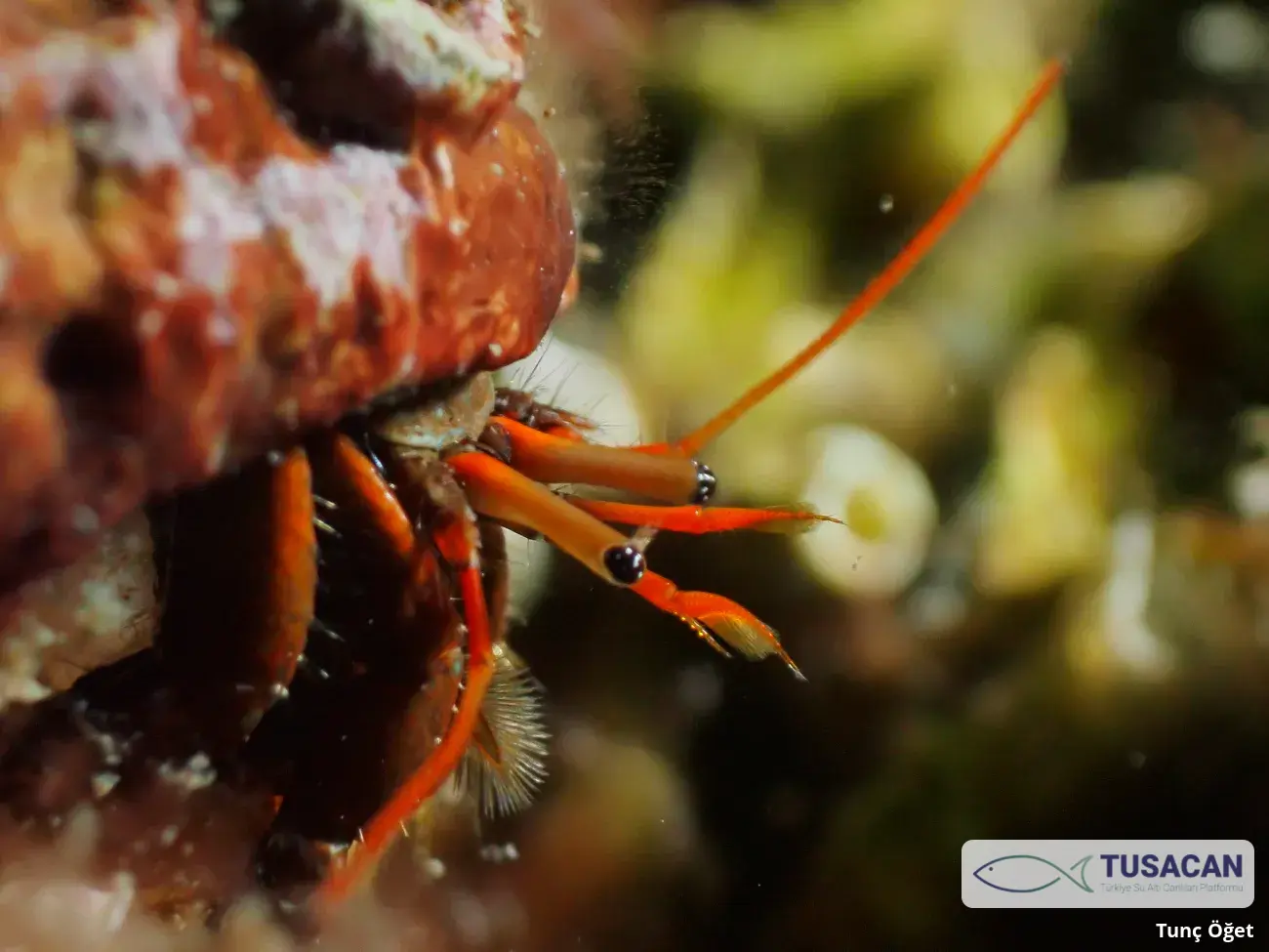Clibanarius erythropus