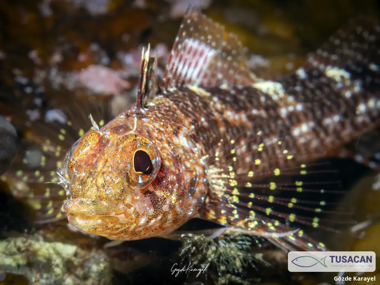 Tripterygion sp.