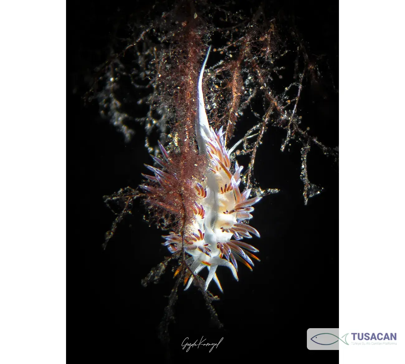 Cratena peregrina