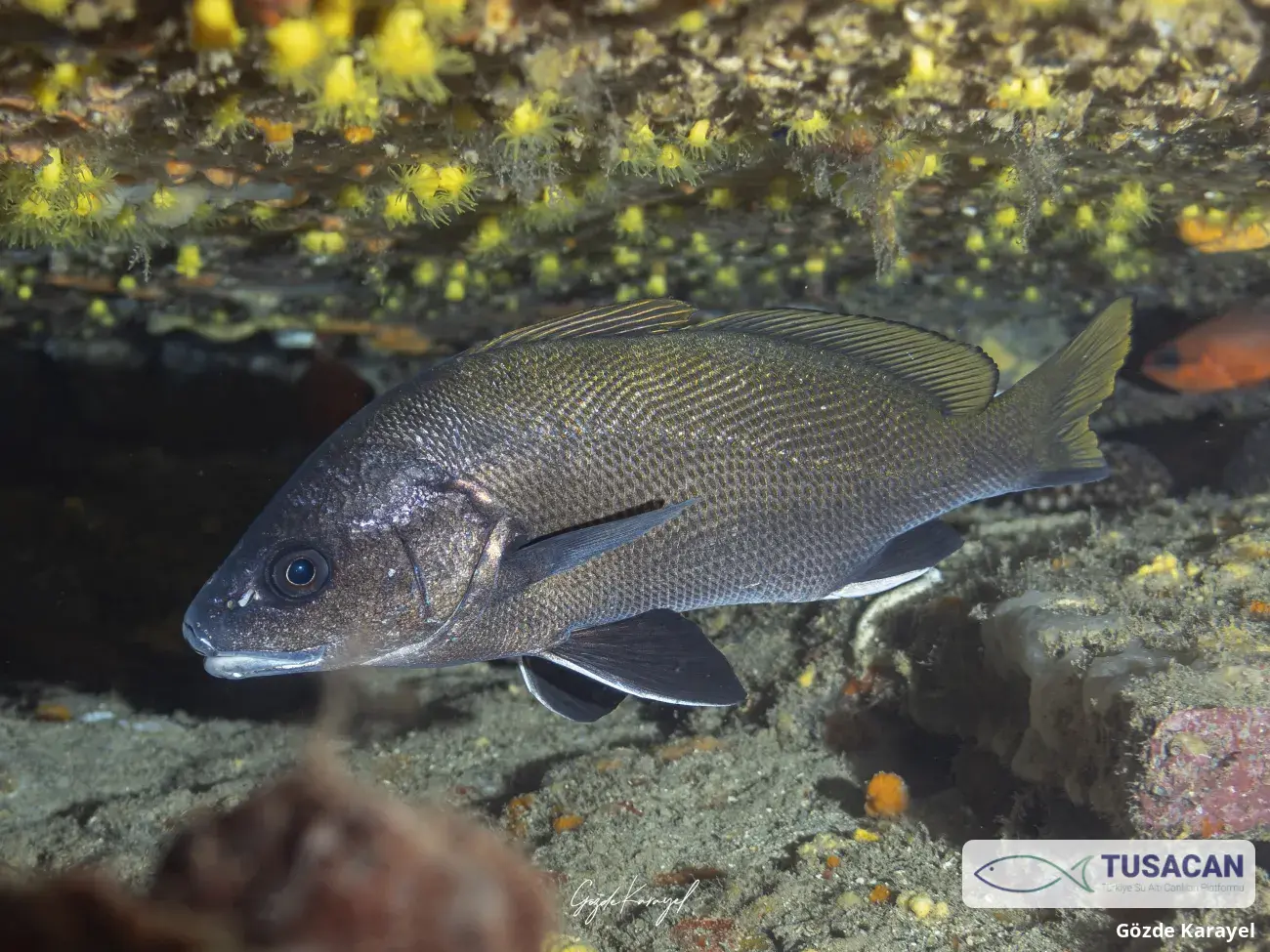Sciaena umbra