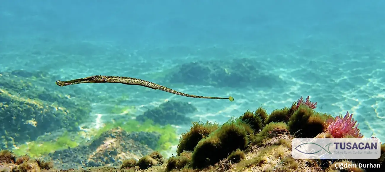 Syngnathus typhle
