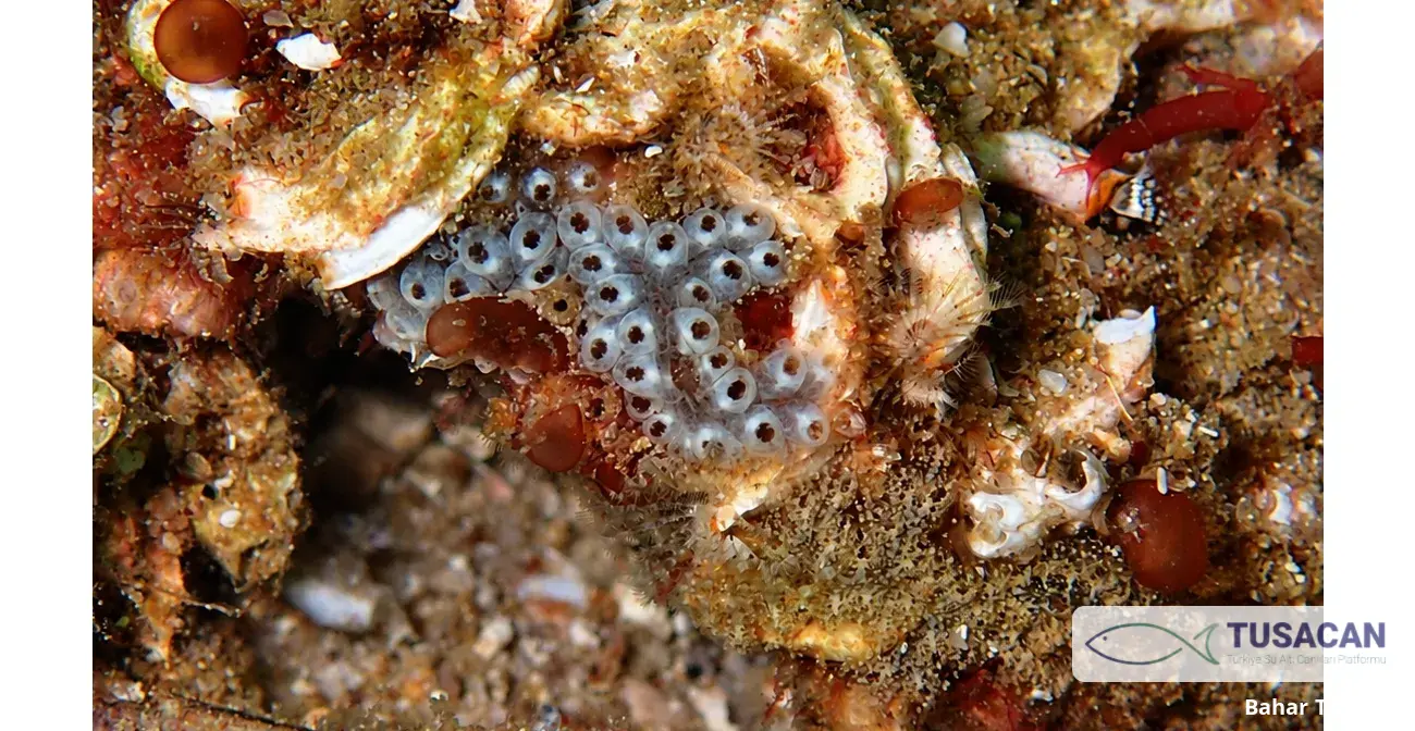 Tunicata spp.
